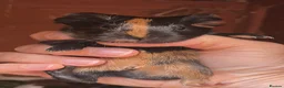 Guinea Pig rodents for sale: Baby guinea pigs, 3 pairs of male & 1 x females - Advert 12