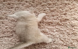 British Shorthair cats for sale: BSH 4 kittens ready for reservation  - Image 17