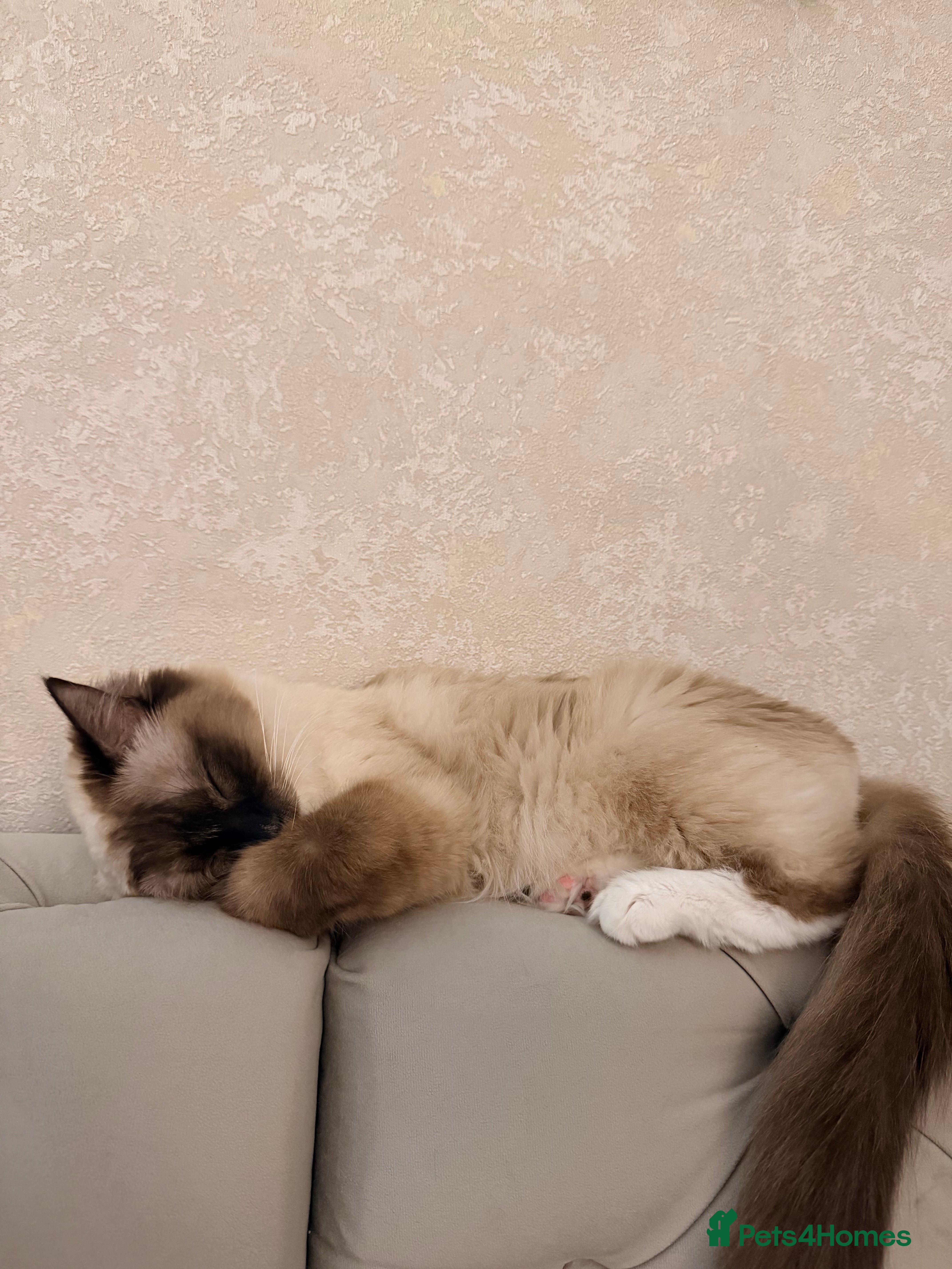 Ragdoll cats Seal pointed ragdoll - Advert 1