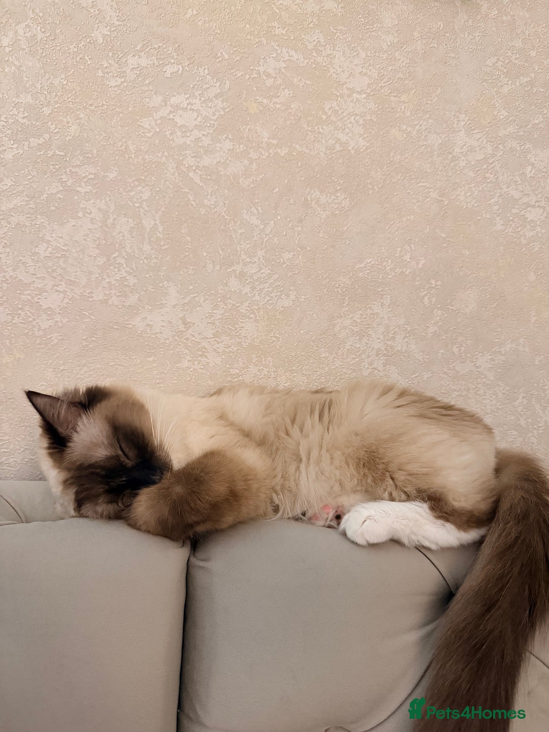 Ragdoll cats for sale: Seal point ragdoll - Advert 2