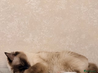 Ragdoll cats Seal pointed ragdoll - Advert 1