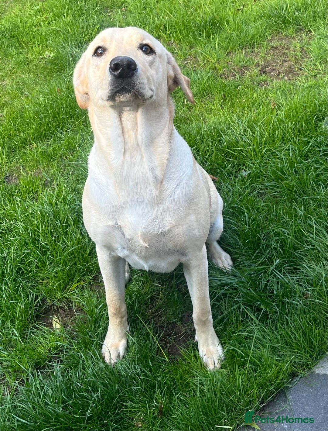 Labrador Retriever dogs for sale: Beautiful Labrador girl  - Image 10