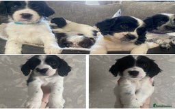 Sprocker dogs for sale: Beautiful Sprocker puppies for sale - Image 1