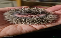 Pygmy Hedgehog rodents for sale: Three gorgeous hoglets for sale  - Image 5
