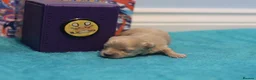 Maltipoo dogs for sale: 4 Apriciot F1 Maltipoo Puppies - Advert 18