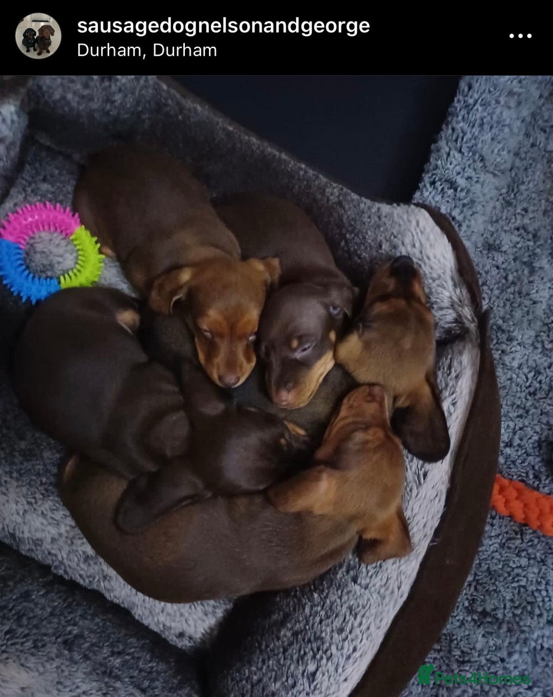 Miniature Dachshund dogs for stud: Proven Stud Chocolate & Tan Miniature Dachshund in Durham - Advert 15