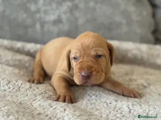 Hungarian Vizsla dogs OUR BEAUTIFUL GIRL HAS HAD 8 KC REG PUPS - Advert 3