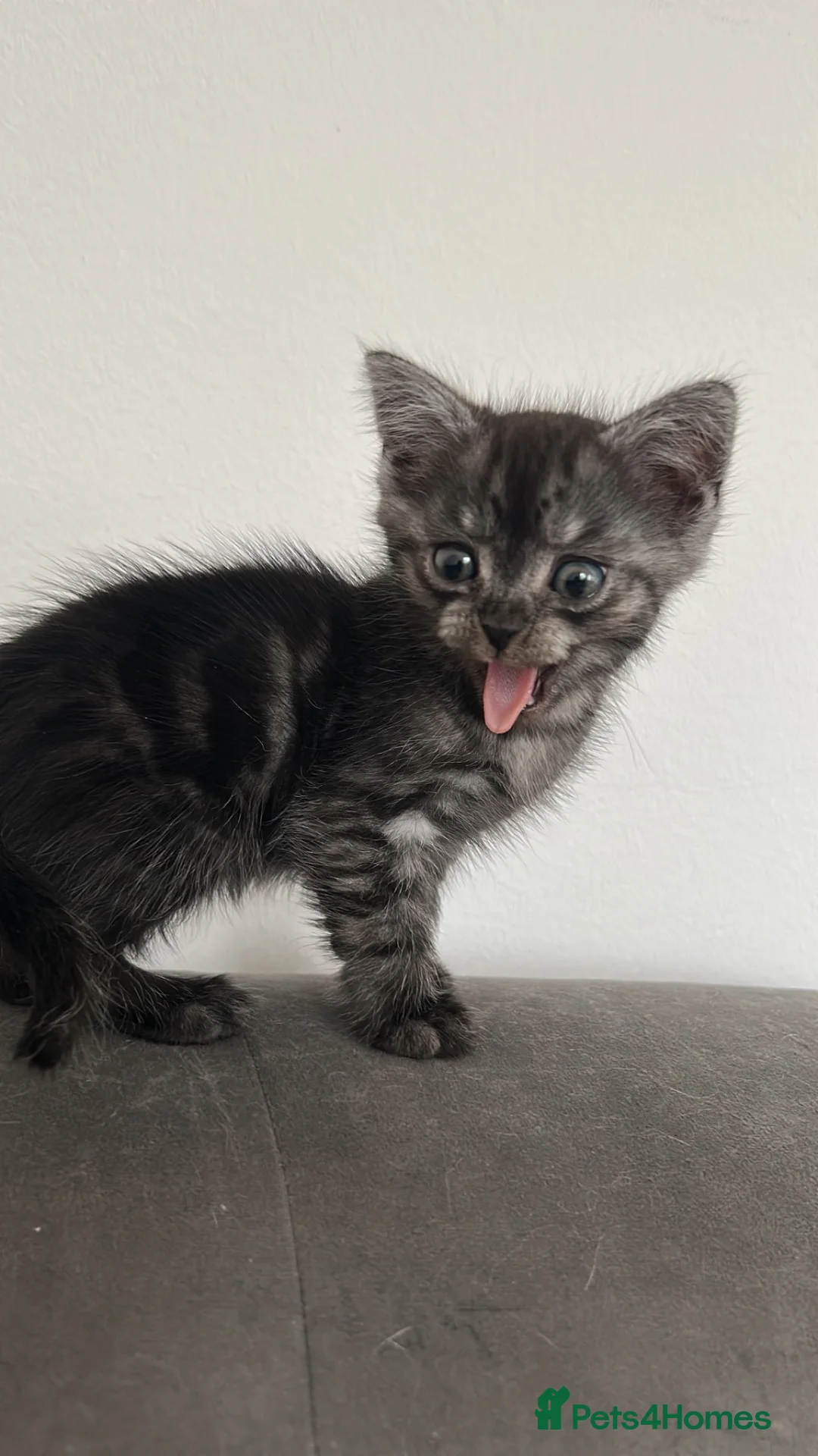 Mixed Breed cats for sale: British shorthair mix persian kittens  - Advert 2