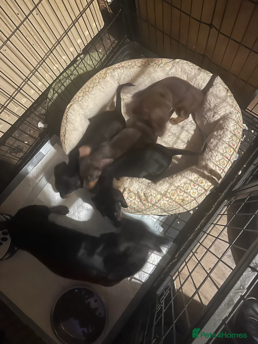 Miniature Dachshund dogs for sale: miniature dachshunds - Advert 15