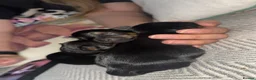 Yorkshire Terrier dogs for sale: 5 Yorkshire terrier puppies for sale  - Advert 4