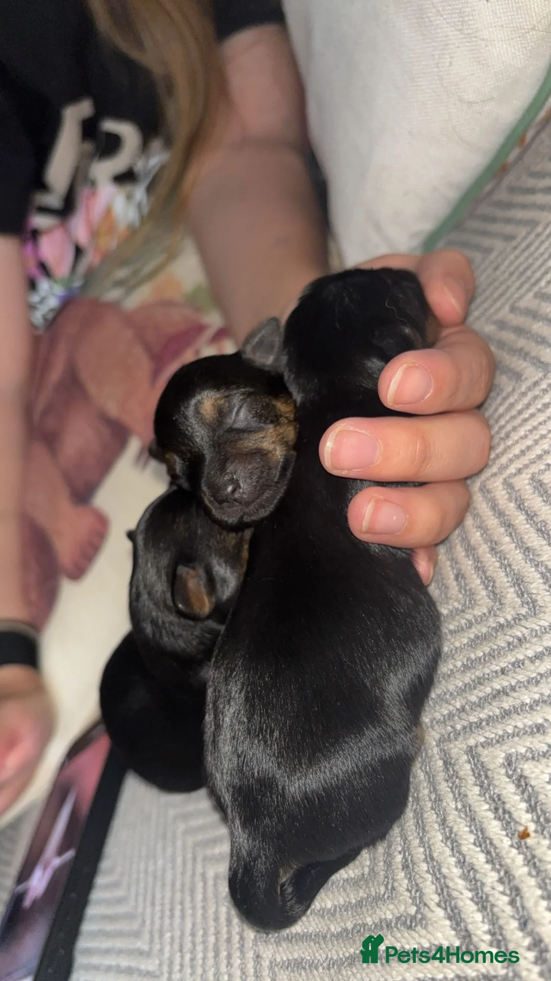 Yorkshire Terrier dogs for sale: 5 Yorkshire terrier puppies for sale  - Advert 4