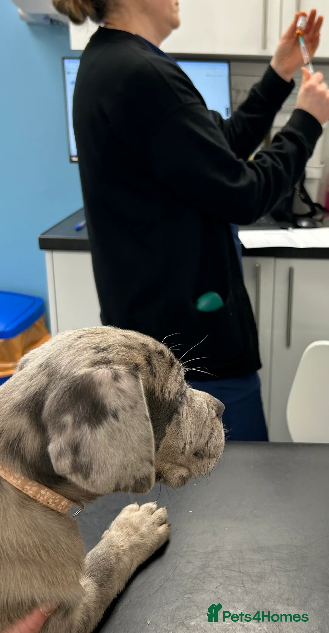 Cane Corso dogs for sale: Cane corso champion bloodline pups  - Advert 9