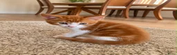 Mixed Breed cats for sale: Meet the Purr-fect Trio: Kurilian Bobtail Mixes - Advert 2