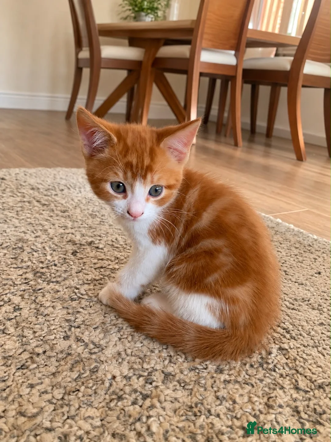 Mixed Breed cats for sale: Meet the Purr-fect Trio: Kurilian Bobtail Mixes - Advert 2