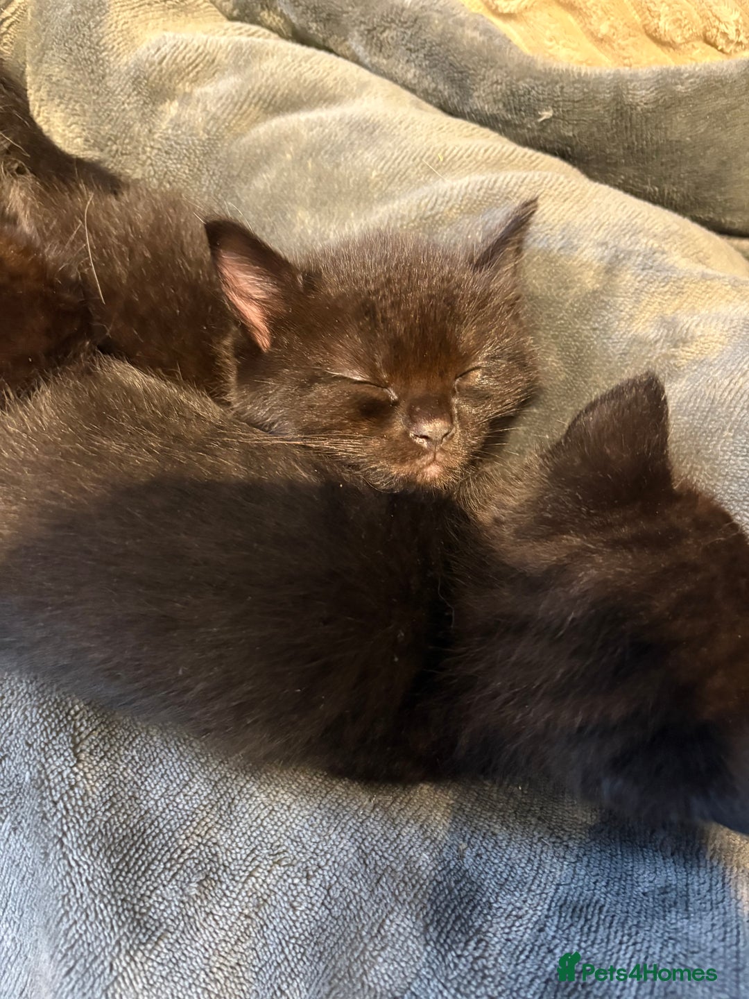 Mixed Breed cats for sale: 5 beautiful mix bread ragdoll fluffy kittens  - Image 10