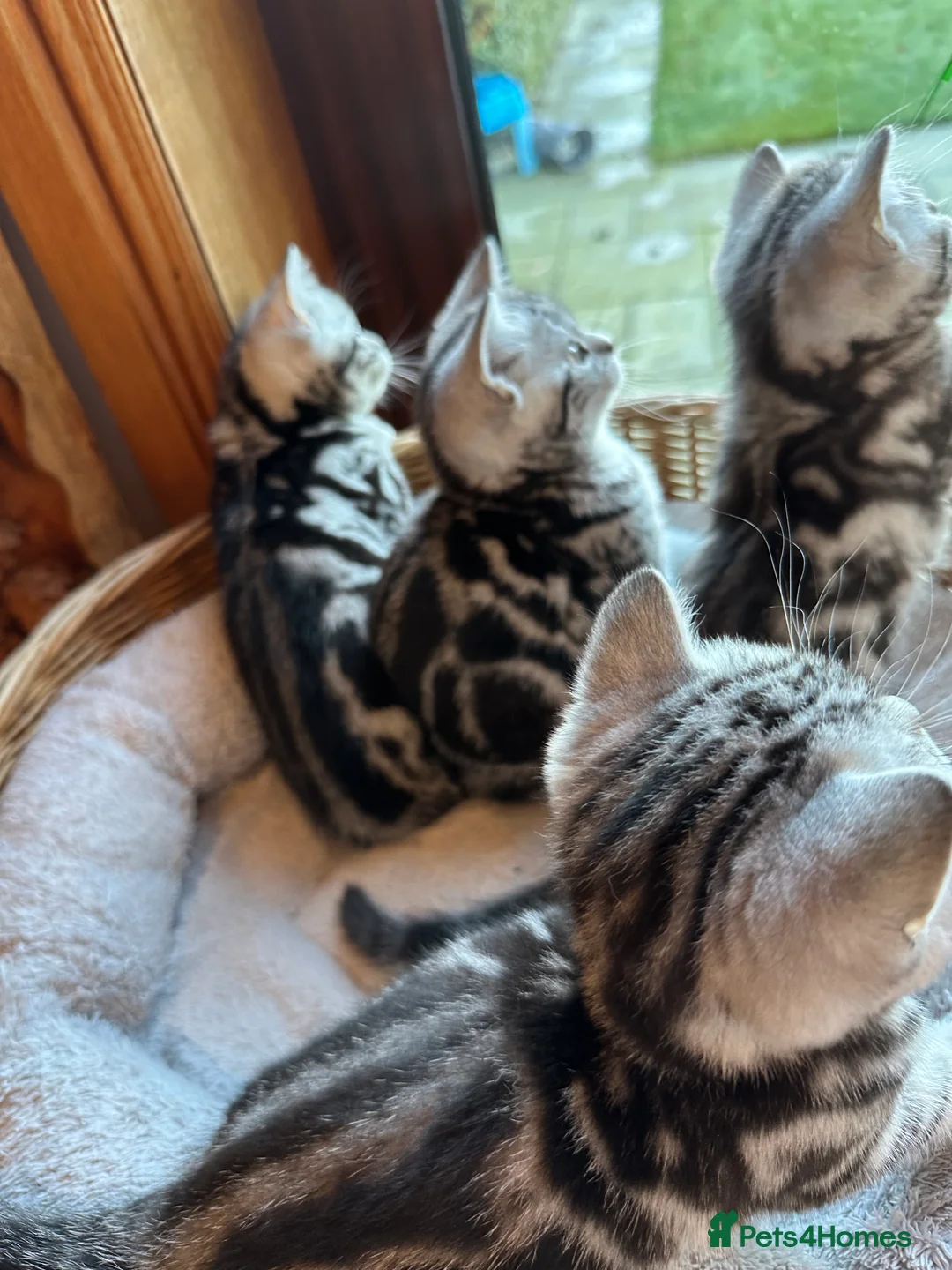 British Shorthair cats for sale: BSH stunning Silver Tabby kittens - Advert 23