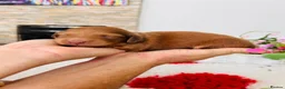 Miniature Dachshund dogs for sale: Chocolate, Cream &  Brindle - 5 star Breeder  - Advert 15