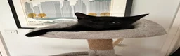British Shorthair cats for sale: British Shorthair Kittens!  - Advert 6