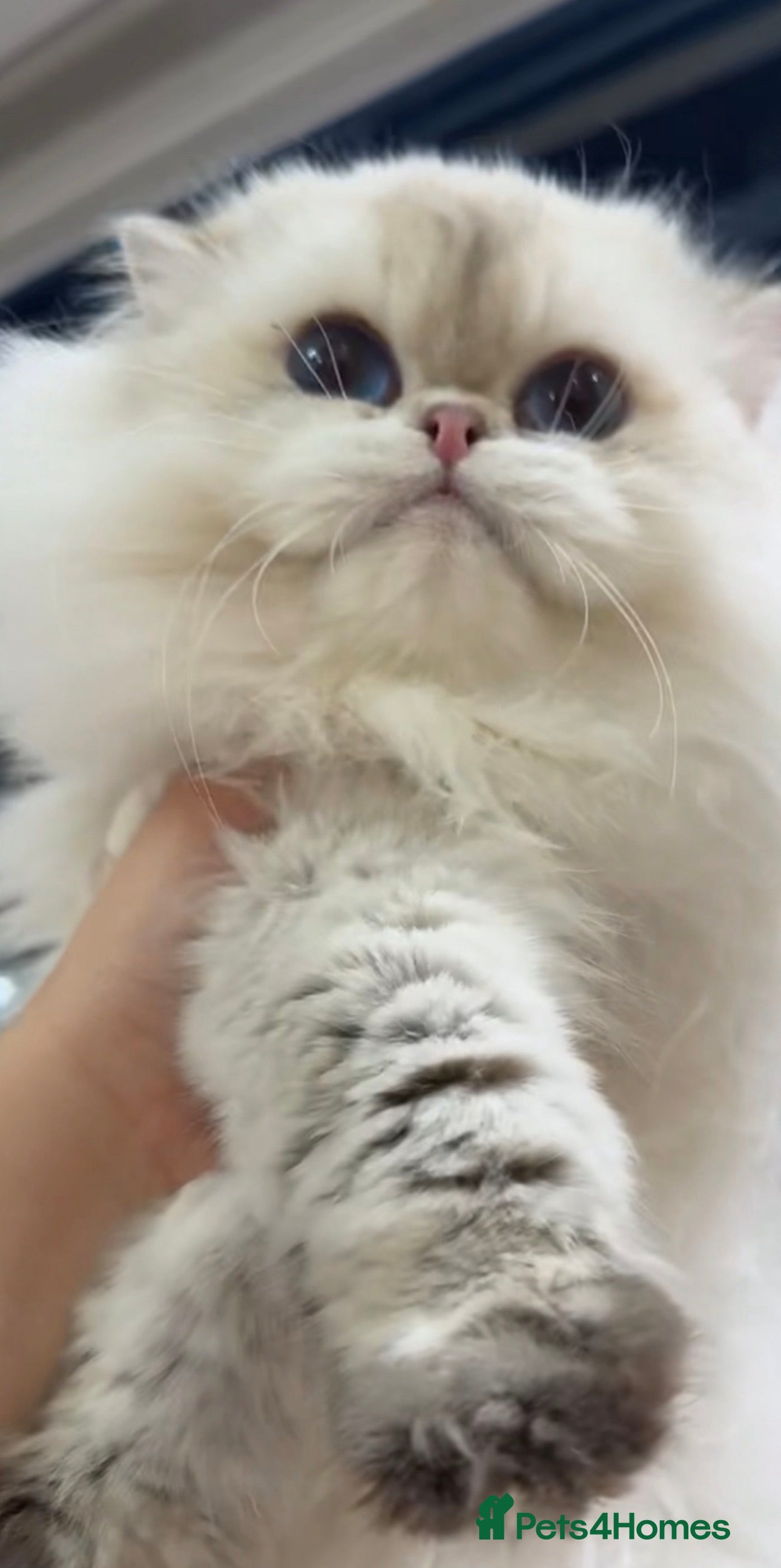 British Longhair cats Limited Time only! British Longhair Stud Service - Advert 18