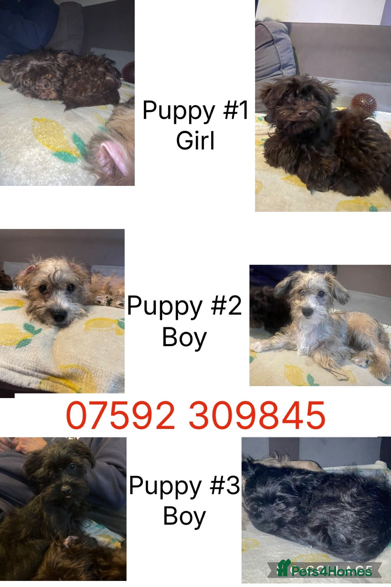 Mixed Breed dogs Gorgeous Homebred puppies  in Chichester - Advert 3