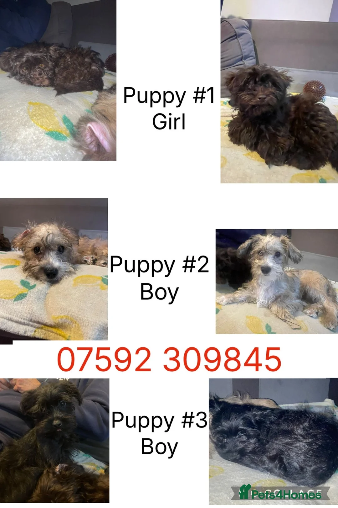 Mixed Breed dogs for sale: Gorgeous Homebred puppies  in Chichester - Advert 1