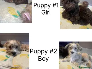 Mixed Breed dogs Gorgeous Homebred puppies in Chichester - Advert 3