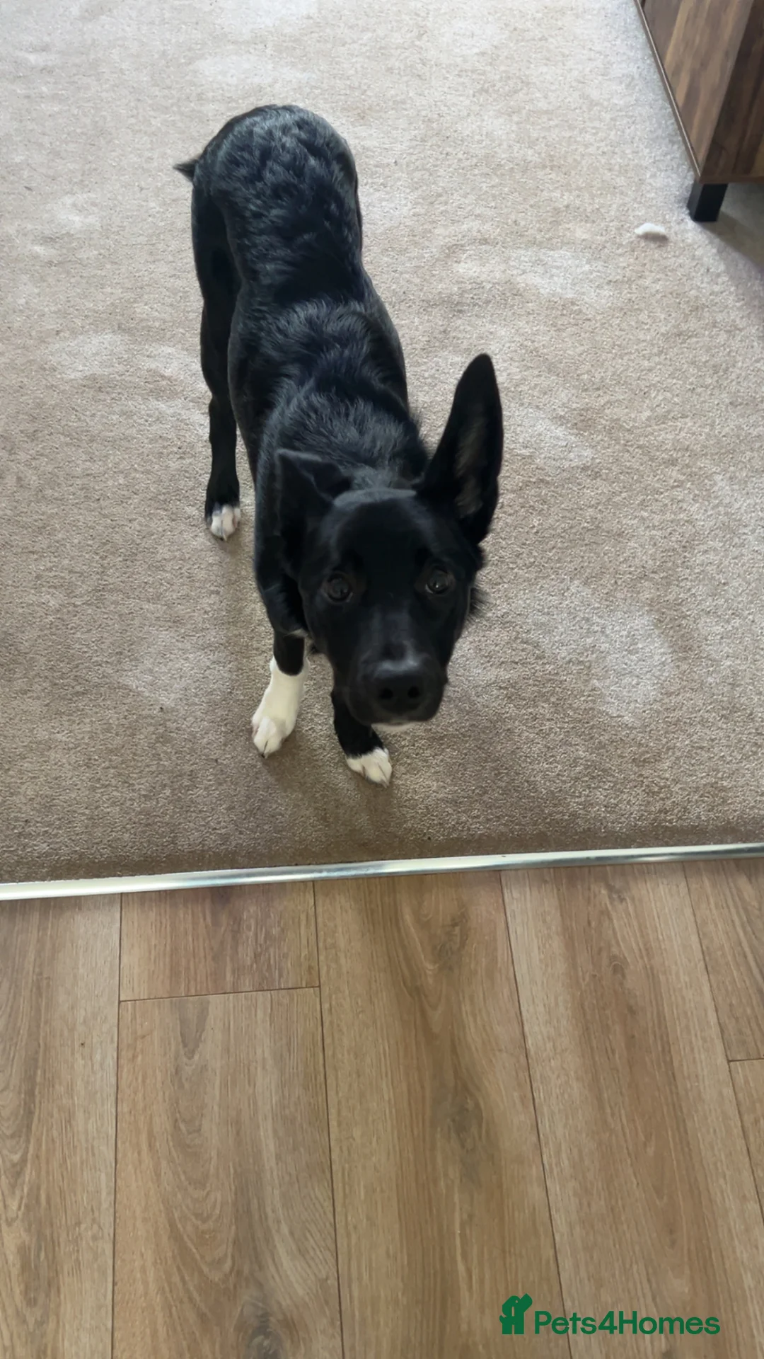 Mixed Breed dogs for sale: Border collie mix  - Advert 1