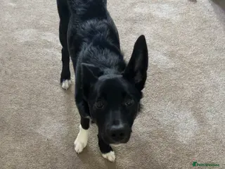 Mixed Breed dogs Border collie mix - Advert 1