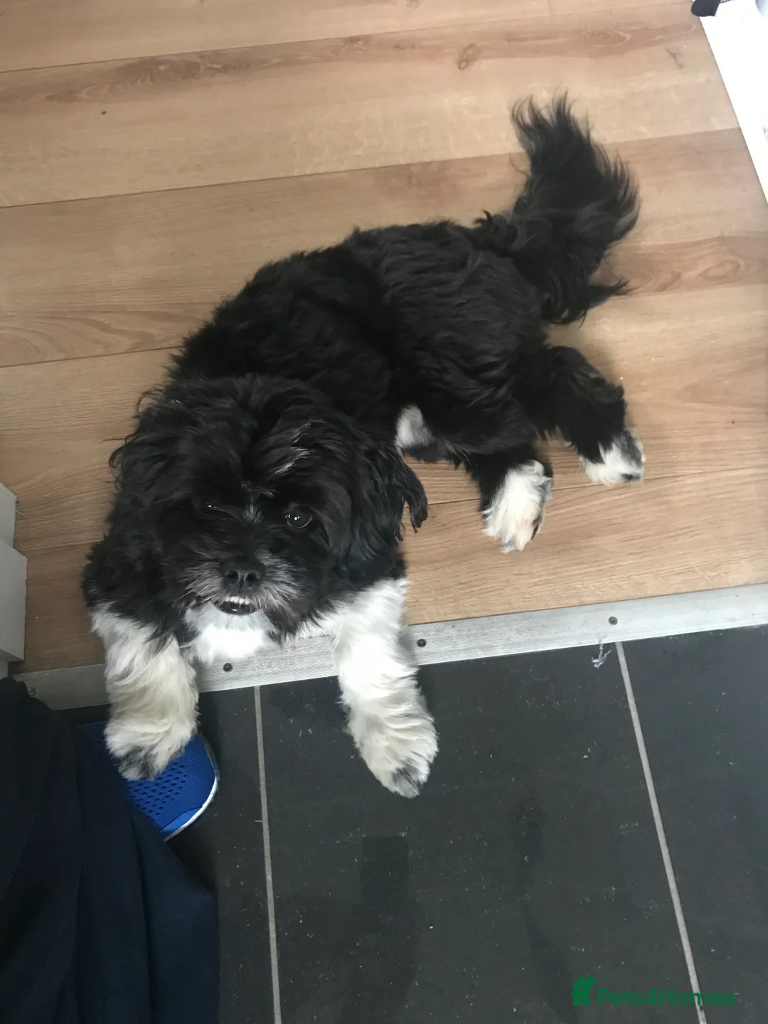 Lhasa Apso dogs for stud: Stud service - Advert 15