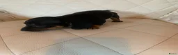 Dachshund dogs for sale: 5 dachund puppies for sale 2 boys 3 girls - Advert 14
