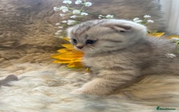 British Shorthair cats for sale: Chocolate spotty Scottish fold kittens - Image 7