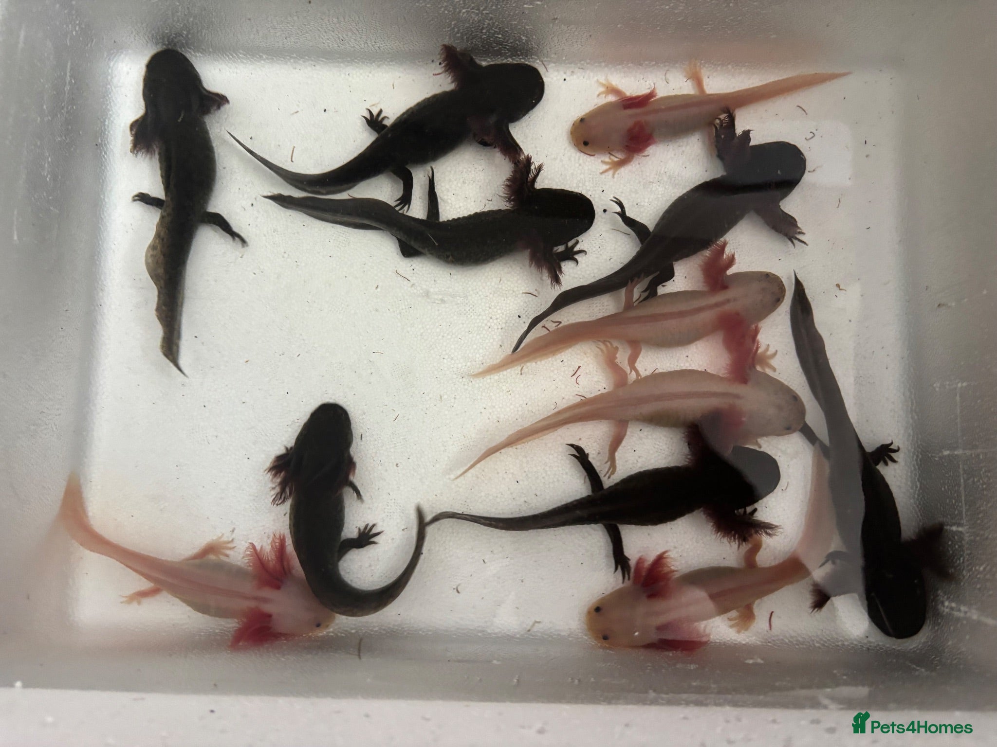 Axolotl reptiles Baby axolotl for sale  - Advert 11