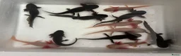 Axolotl reptiles for sale: *** 3 LEFT! *** Baby axolotl for sale  - Advert 1