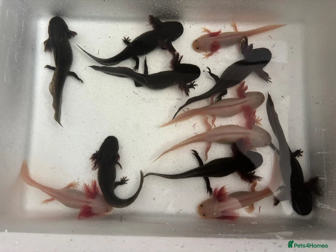 Axolotl reptiles for sale: *** 3 LEFT! *** Baby axolotl for sale  - Advert 1