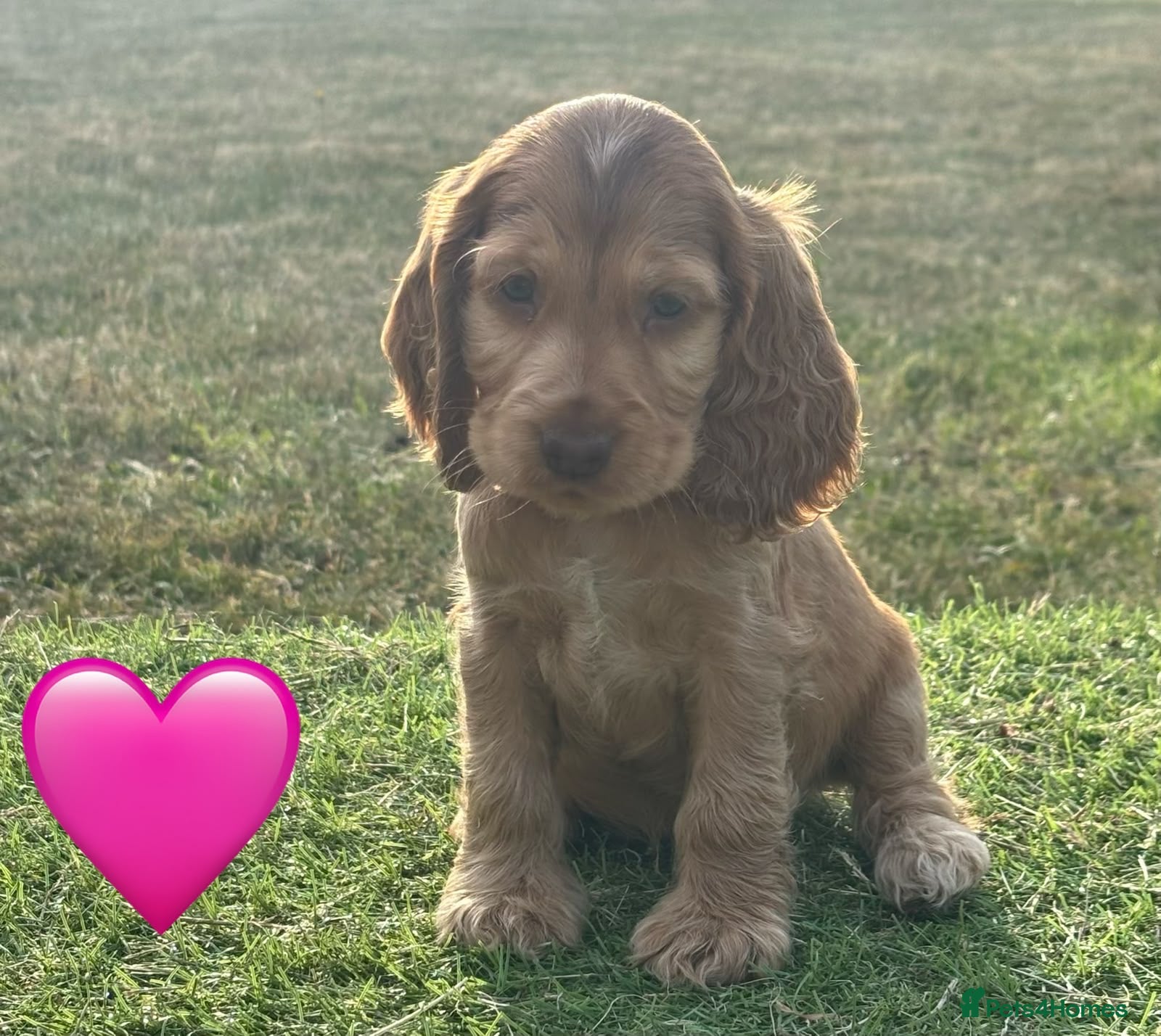 Cocker Spaniel dogs ⭐️stunning show type cocker spaniel puppies⭐️ - Advert 2