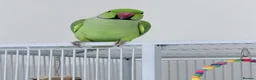 Parakeets birds for sale: Beautiful funny Indian Ringneck loves to sing, fly - Advert 2