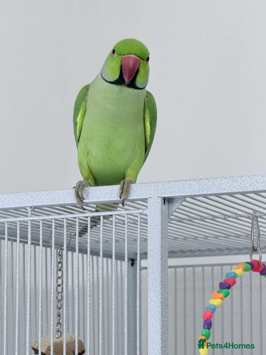 Parakeets birds for sale: Beautiful funny Indian Ringneck loves to sing, fly - Advert 2
