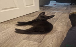 Mixed Breed dogs for sale: Cane corso cross German shepherd  - Advert 2