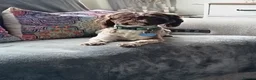 Shih Tzu dogs for sale: Beautiful Shih-tzu  - Advert 4