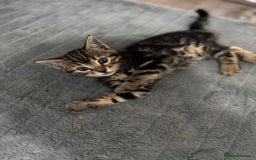 Bengal cats for sale: Half bengal kittens - Image 5