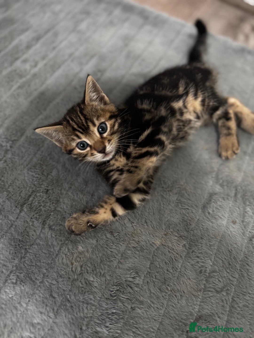 Bengal cats for sale: Half bengal kittens - Image 5