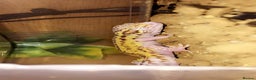 Leopard Gecko reptiles for sale: Leopard gecko (with or without setup) - Advert 2