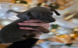 Dachshund dogs for sale: Daschund puppies - Advert 22