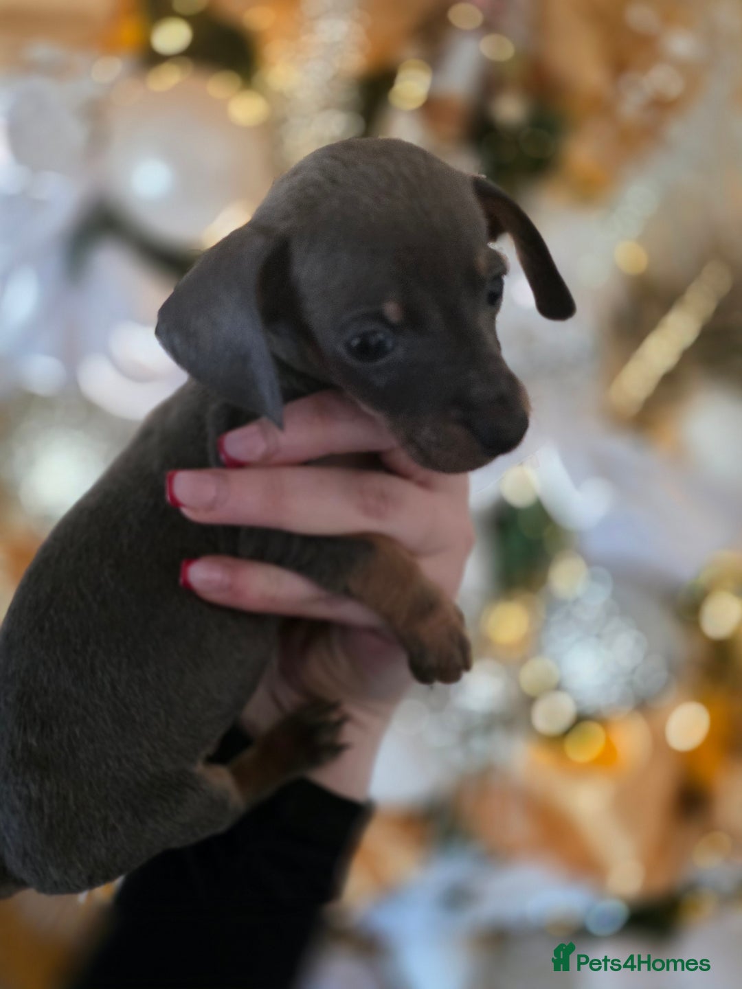 Dachshund dogs for sale: Daschund puppies - Advert 22