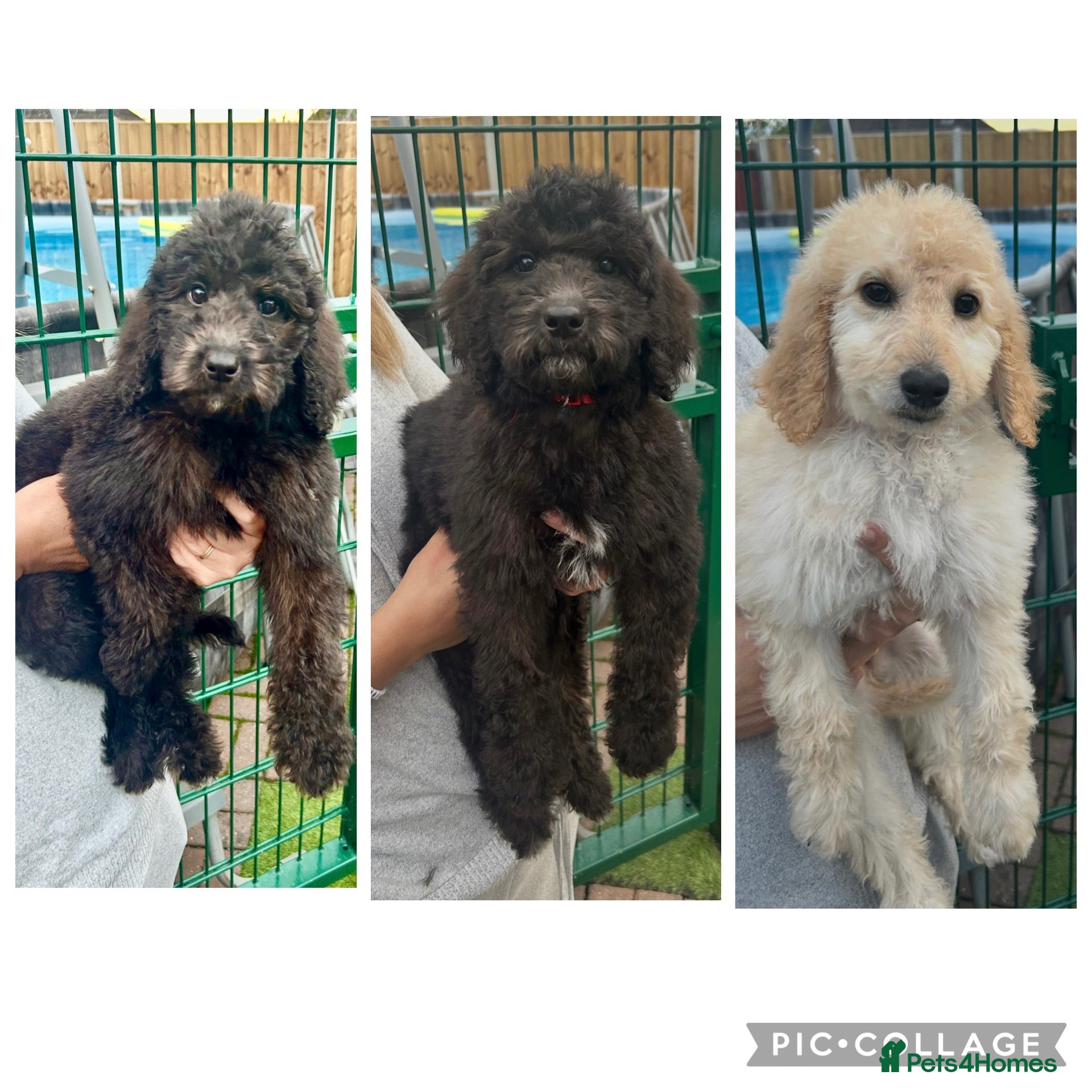 Labradoodle dogs Chunky health tested f1bb standard labradoodles  - Advert 1
