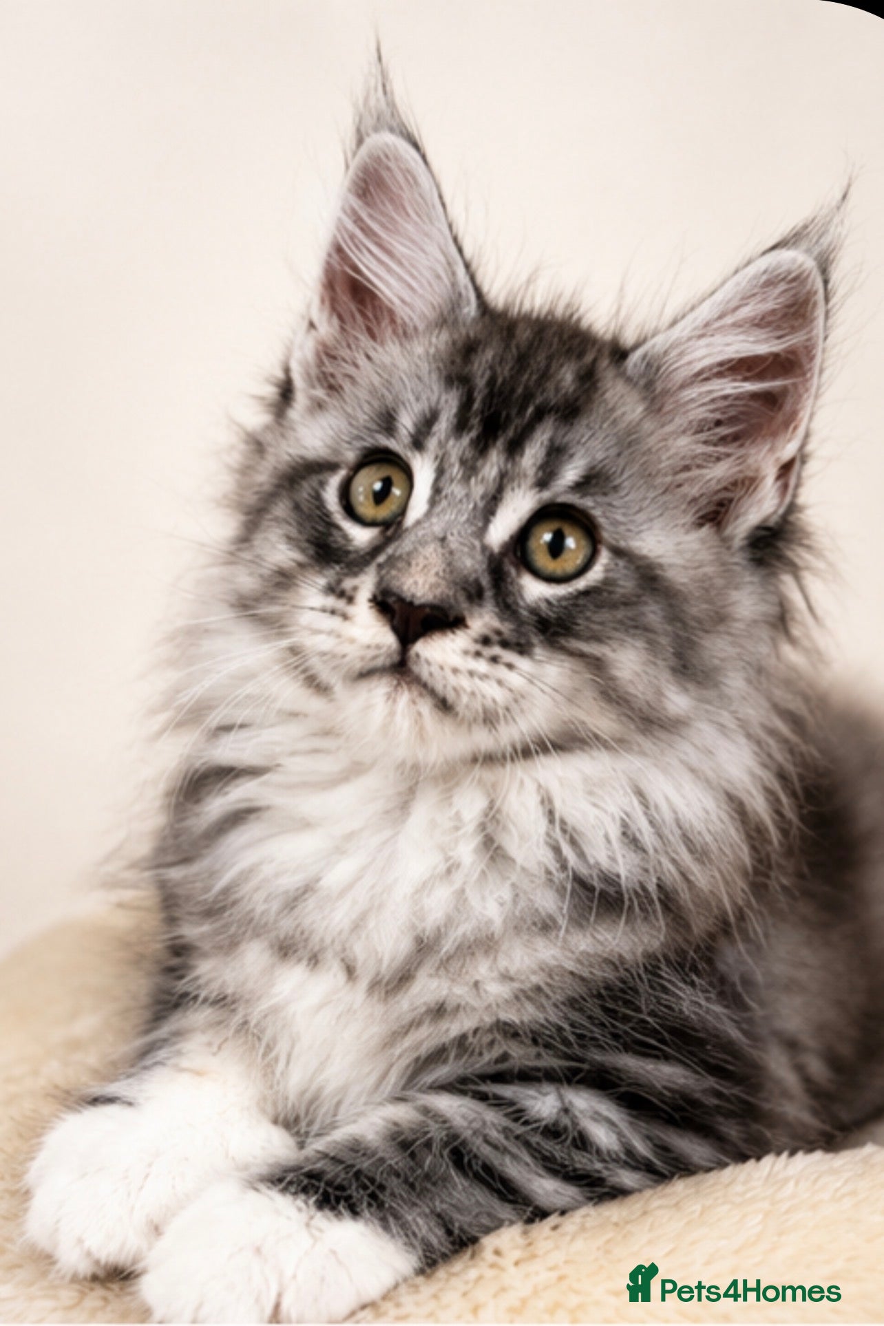 Maine Coon cats  Exceptional TICA Registered Maine Coon Kittens 🐾 - Advert 1