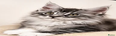 Maine Coon 1