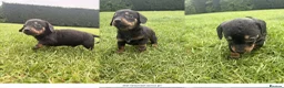Dachshund dogs for sale: 2 x dachshund  in Wisbech - Advert 3