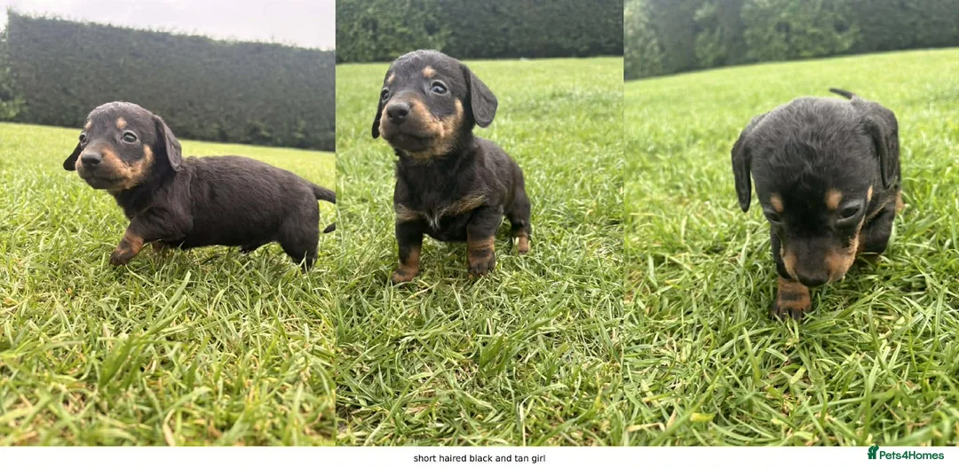 Dachshund dogs for sale: 2 x dachshund  in Wisbech - Advert 3