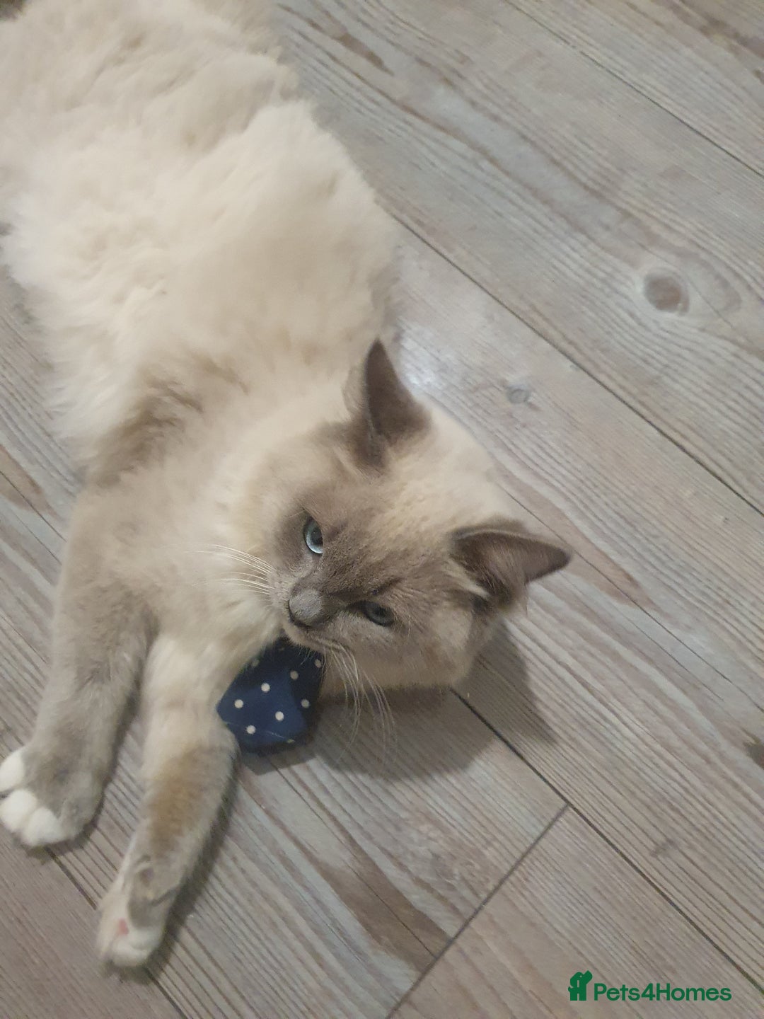 Ragdoll cats for sale: 6.5Months RagdollBoys - Advert 18